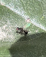 Parapalaeosepsis plebeia