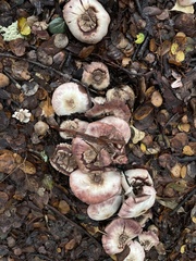 Agaricus hondensis