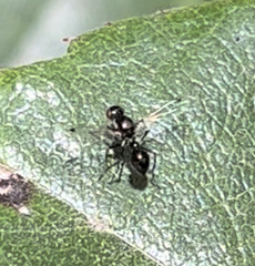Parapalaeosepsis plebeia