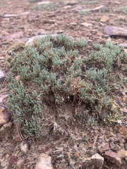Eriogonum tumulosum