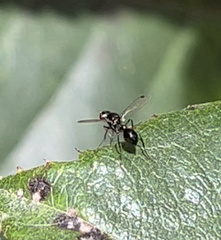 Parapalaeosepsis plebeia