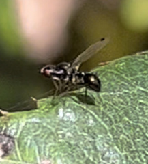Parapalaeosepsis plebeia