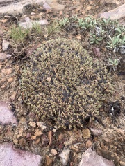 Eriogonum tumulosum