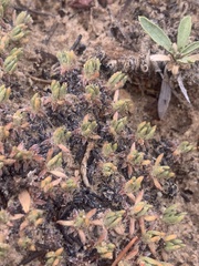 Eriogonum tumulosum