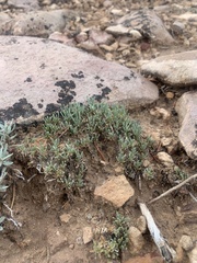 Eriogonum tumulosum