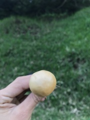 Agaricales