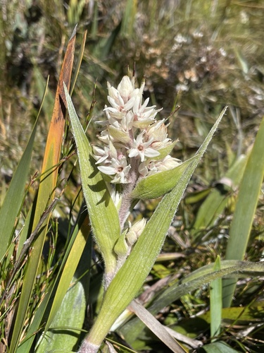 Milligania densiflora, photograph 4