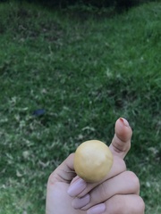 Agaricales