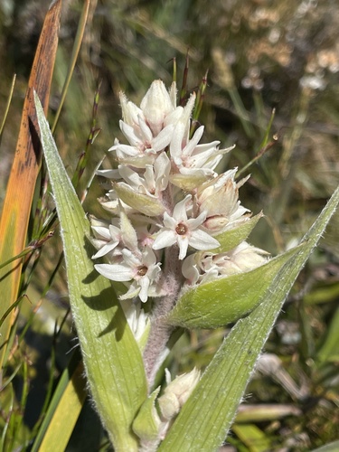 Milligania densiflora, photograph 5