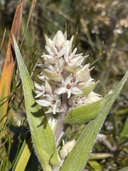 Milligania densiflora