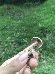 Agaricales