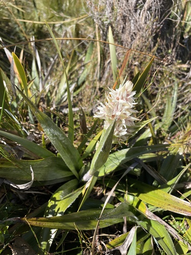 Milligania densiflora, photograph 6