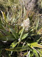 Milligania densiflora