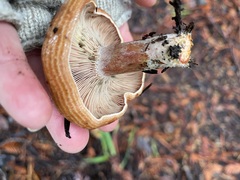 Lactarius rubrilacteus