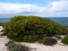 Eucalyptus angulosa