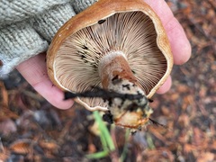 Lactarius rubrilacteus