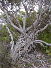 Eucalyptus angulosa