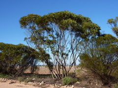 Eucalyptus socialis viridans