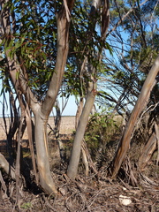 Eucalyptus socialis viridans