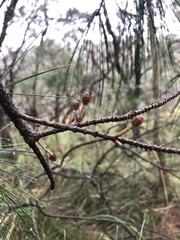 Allocasuarina