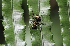 Polyrhachis militaris