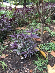 Strobilanthes auriculata dyeriana