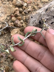 Eriogonum corymbosum