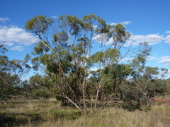 Eucalyptus cajuputea
