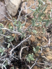 Eriogonum corymbosum