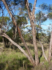 Eucalyptus cajuputea