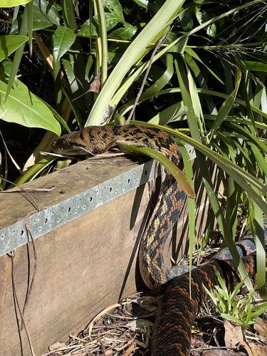 Australian Scrub Python sighting