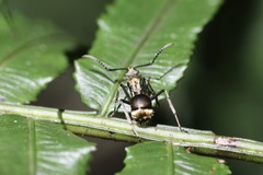 Polyrhachis militaris