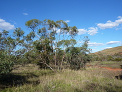 Eucalyptus cajuputea