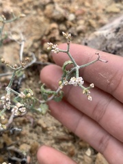 Eriogonum corymbosum