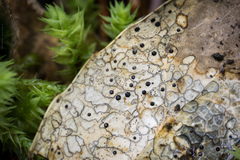 Coccomyces dentatus