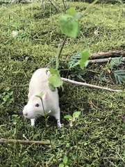 Rattus