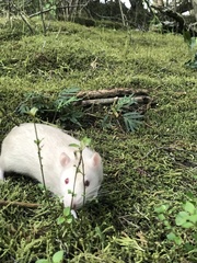 Rattus
