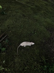 Rattus