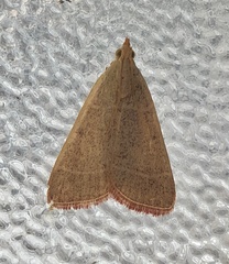 Hypsopygia albidalis
