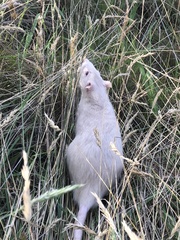 Rattus