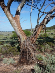 Eucalyptus calcareana