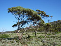 Eucalyptus calcareana