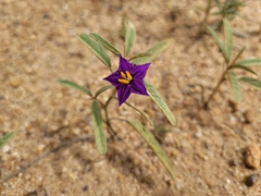Solanum esuriale