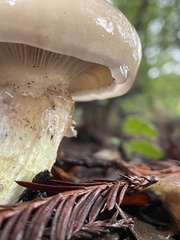 Gomphidius oregonensis