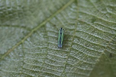 Poecilocarda cosmopolita