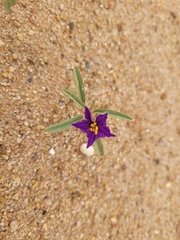 Solanum esuriale