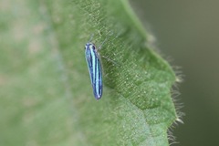 Poecilocarda cosmopolita