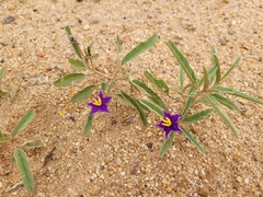 Solanum esuriale