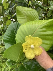 Dillenia suffruticosa