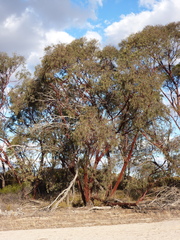 Eucalyptus caesia caesia